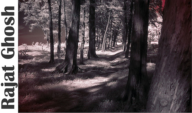 woods