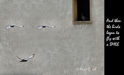  smilingPigeons 