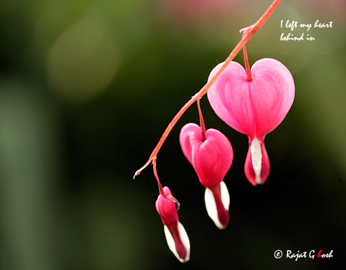  Bleeding hearts 